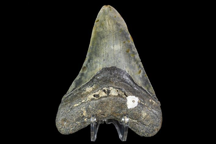 Fossil Megalodon Tooth - North Carolina #105018